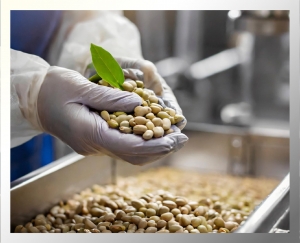 【黃豆健康攻略：機械設備帶來的便利與營養益處】